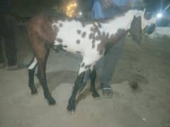 2 dant khasi bakra