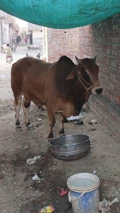 Brown Cow
