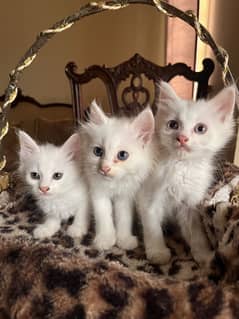 Tripel Persian Kitten Looking For New Home. .