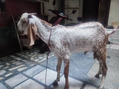 Makhi