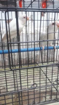 white red eye pathay ka pair