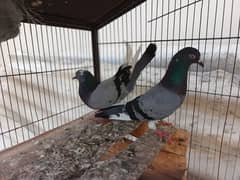 pigeon