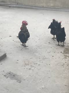 Australorp set of 6 hens and one young male for sale