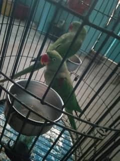 donon