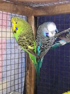 exhibition budgie for sale breeder pait