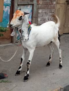 Desi Bakra