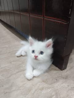 Persian kittens for sale
