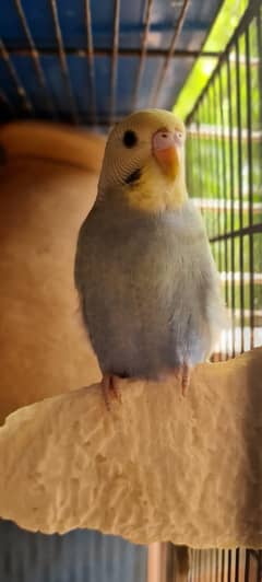 Budgie full size