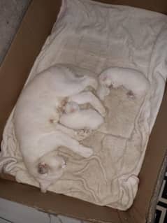 Persian kittens for Sale Lahore