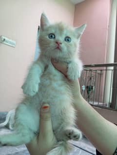3 Persian kittens different qualities different colors for sale on bok