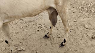 doodh wali bakri