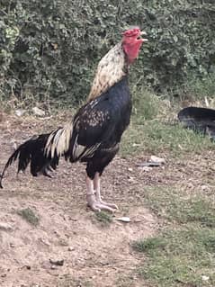 Aseel murga for sale