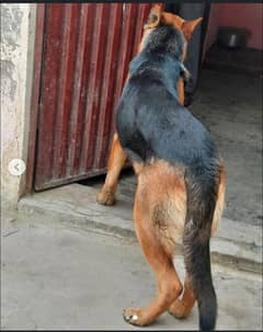 German