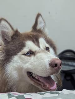 SIBERIAN