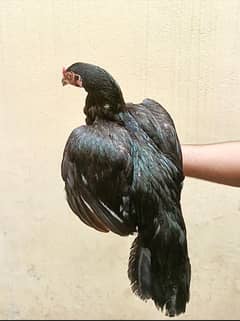 lasani female urgent sale