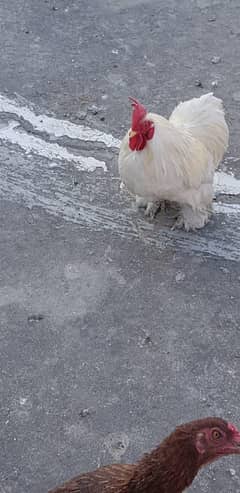hens