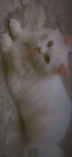 Loving cat