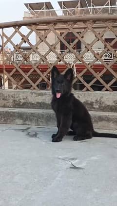 Black Shefard Female Urgent for sale