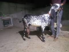 bakri