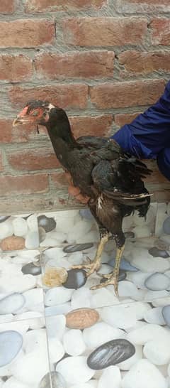 Kala nawab+ Vietnam murgi for sale  long height supreme quality