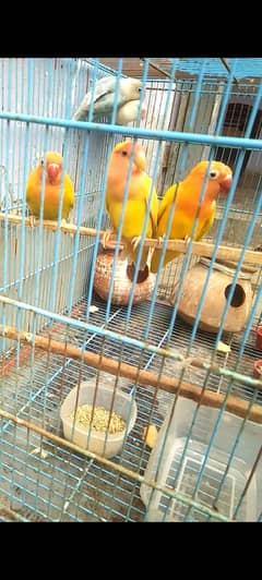 parrots
