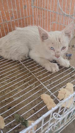 white cat with double eye color blue and Brown for sale