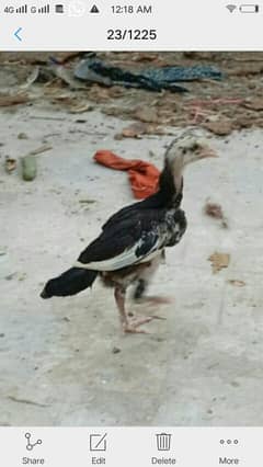 aseel heera male hen chicks