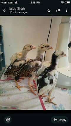 aseel heera male hen chicks