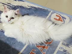 Kitten  for sale
