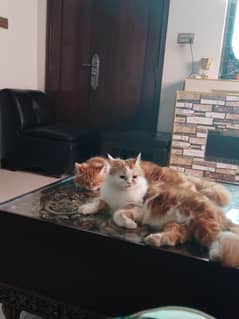 cats pair