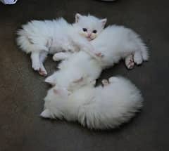 Persian white long coat kittens