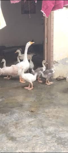long neck duck  pair and long neck chicks