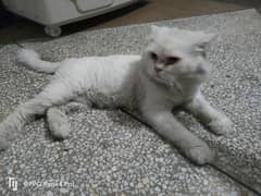 Persian cat