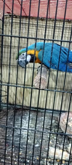 blue