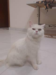 Persian