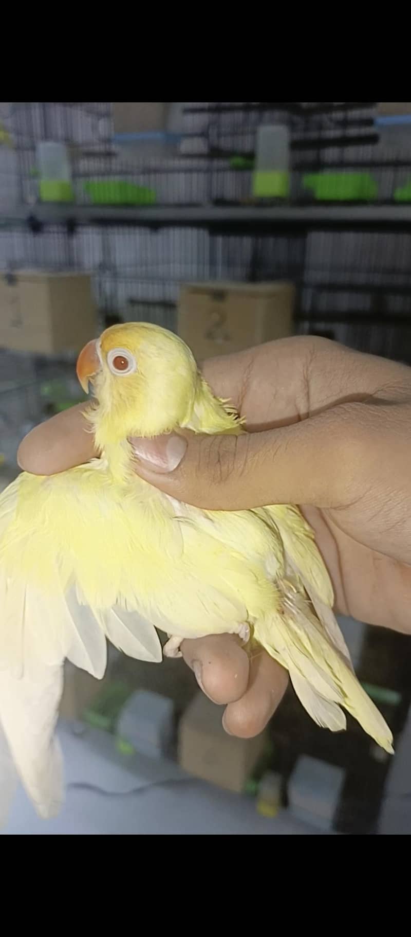 crimino patha available java and finch cage available with box option 3
