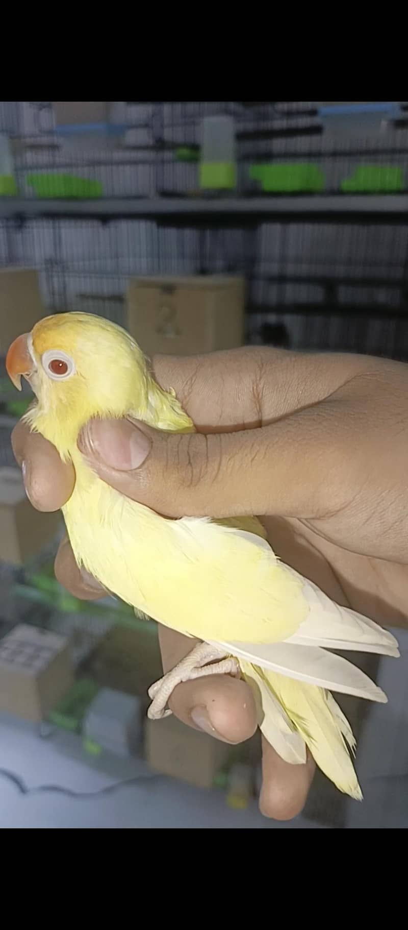 crimino patha available java and finch cage available with box option 4