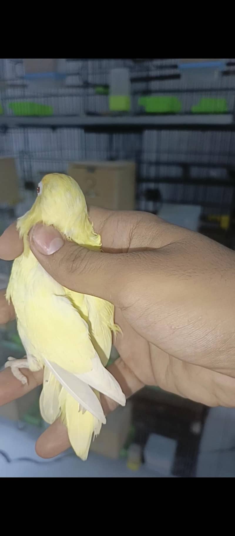 crimino patha available java and finch cage available with box option 5