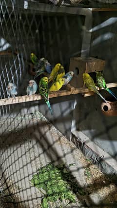 Budgies
