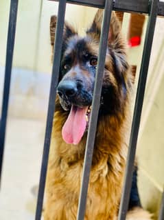 GSD