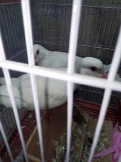 dove