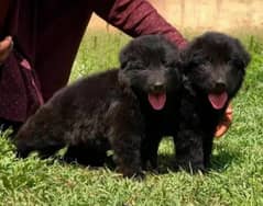 topline show high class quality black Gsd long coat pair for sale