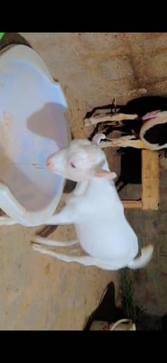 gulabi tedda