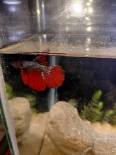 Betta