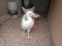 LIGHT SUSSEX breeder female with  3.5 month pathi