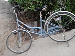 periwinkle cycle