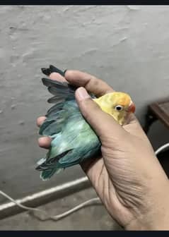 Love birds pairs for sale