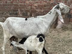 Gabban