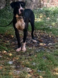 BULLY DOG Contact number 03005069293