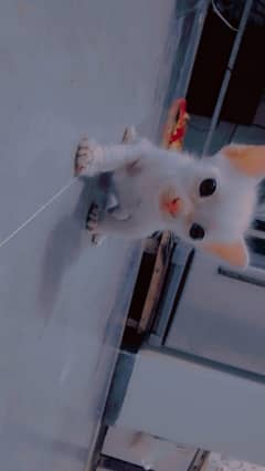 Persian Cat baby